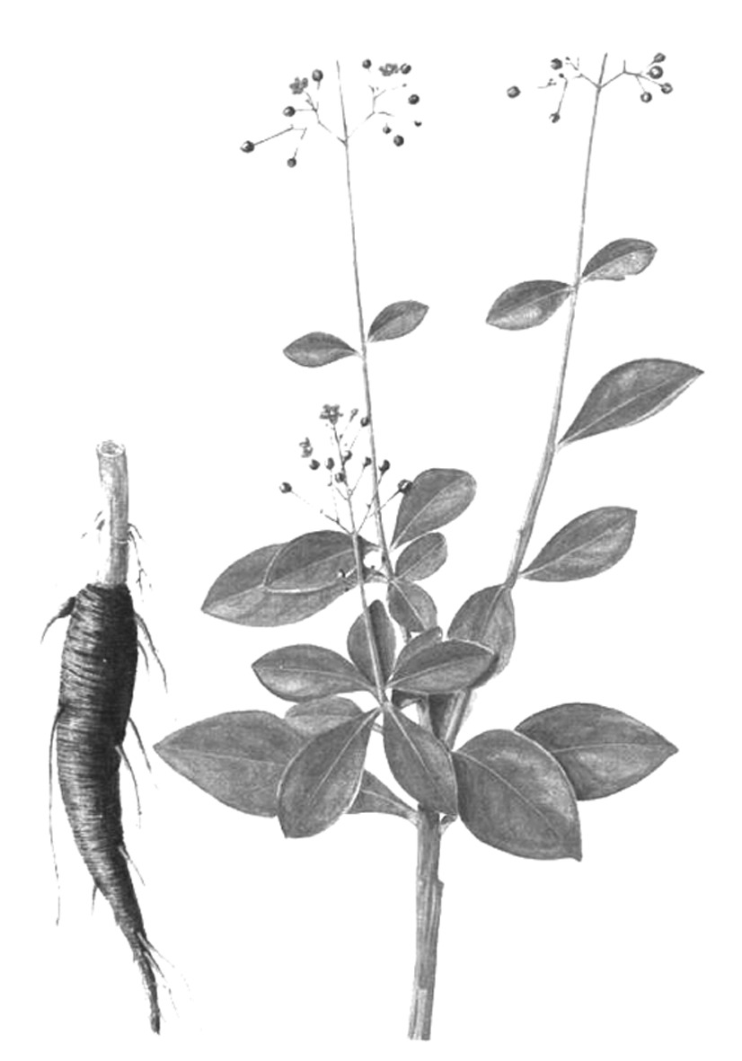 3.對心血管系統(tǒng)的作用