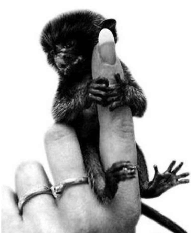 最小的猴子