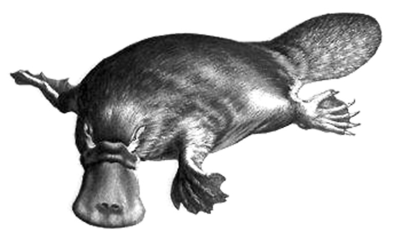 鸭嘴兽的祖先图片