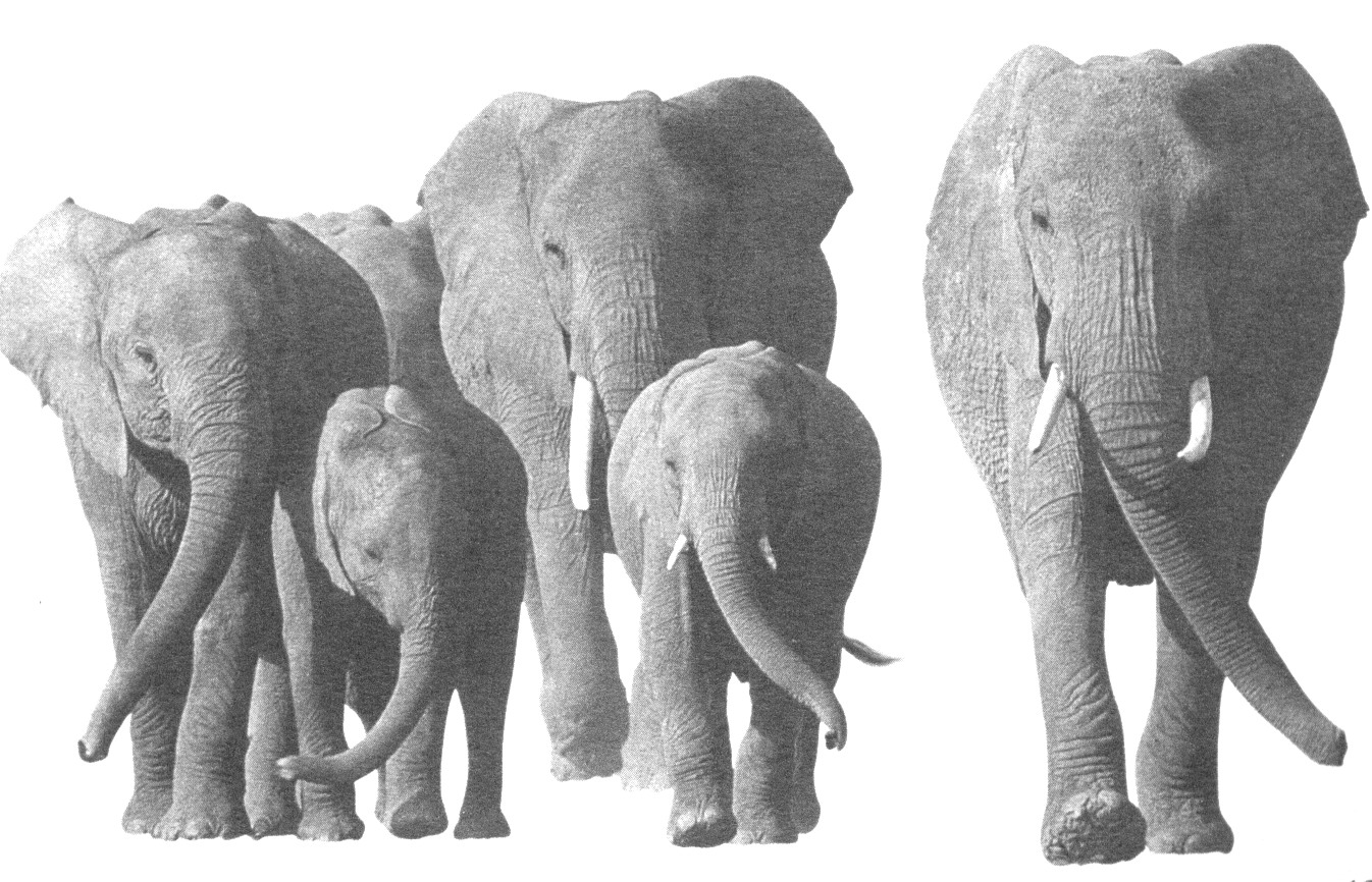 妊娠期最长和最短的哺乳动物
