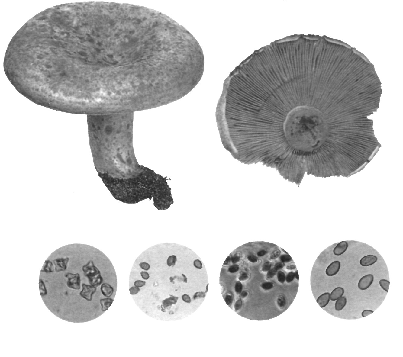 蘑菇的孢子生殖图片