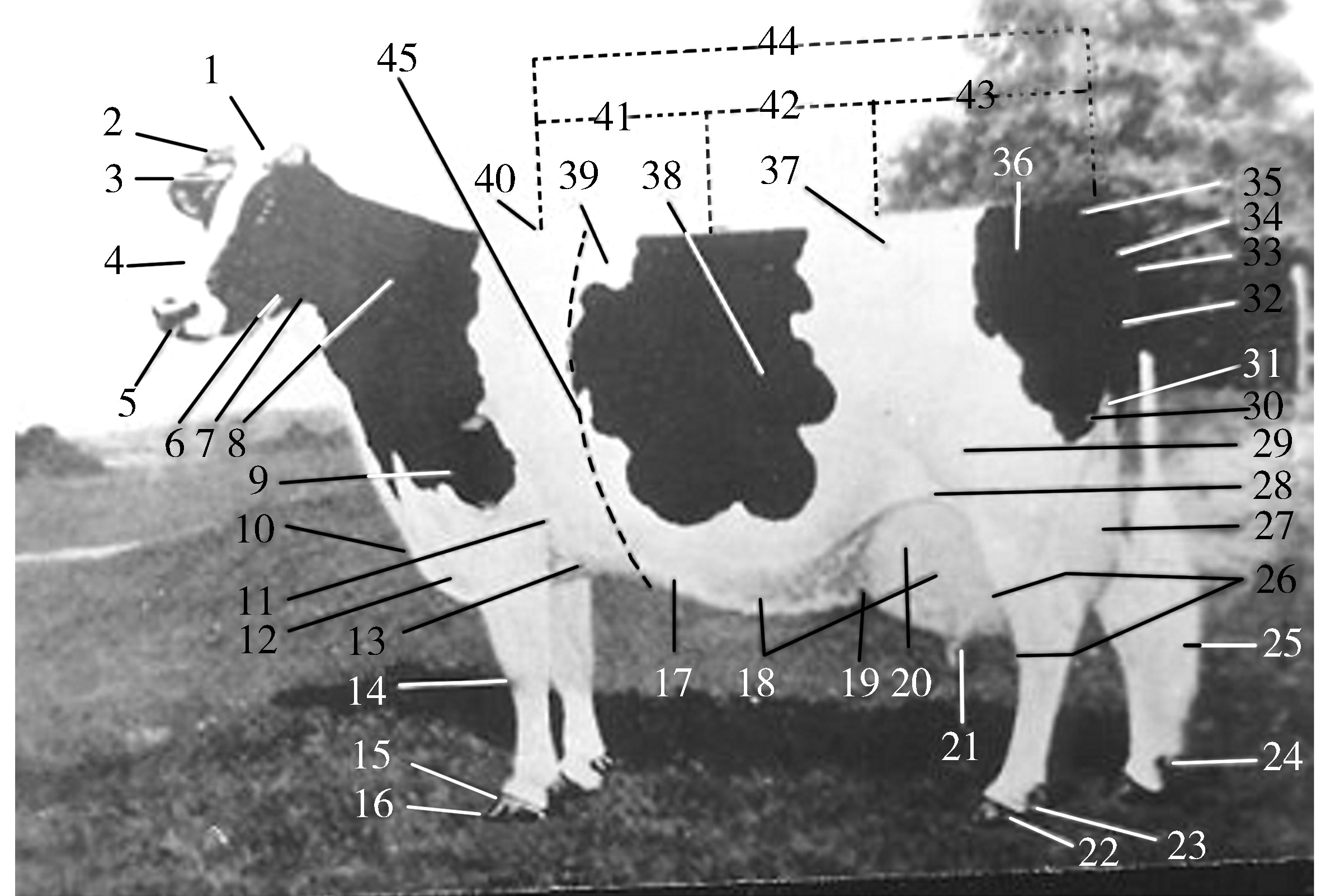 (一)了解奶牛的品种特征