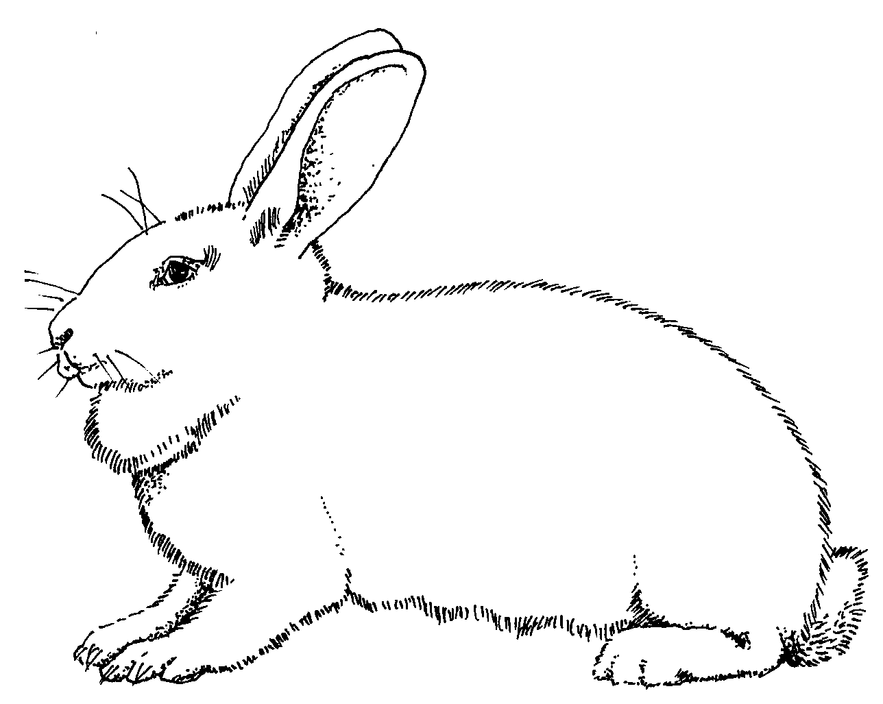 (一) 家兔的外貌和习性