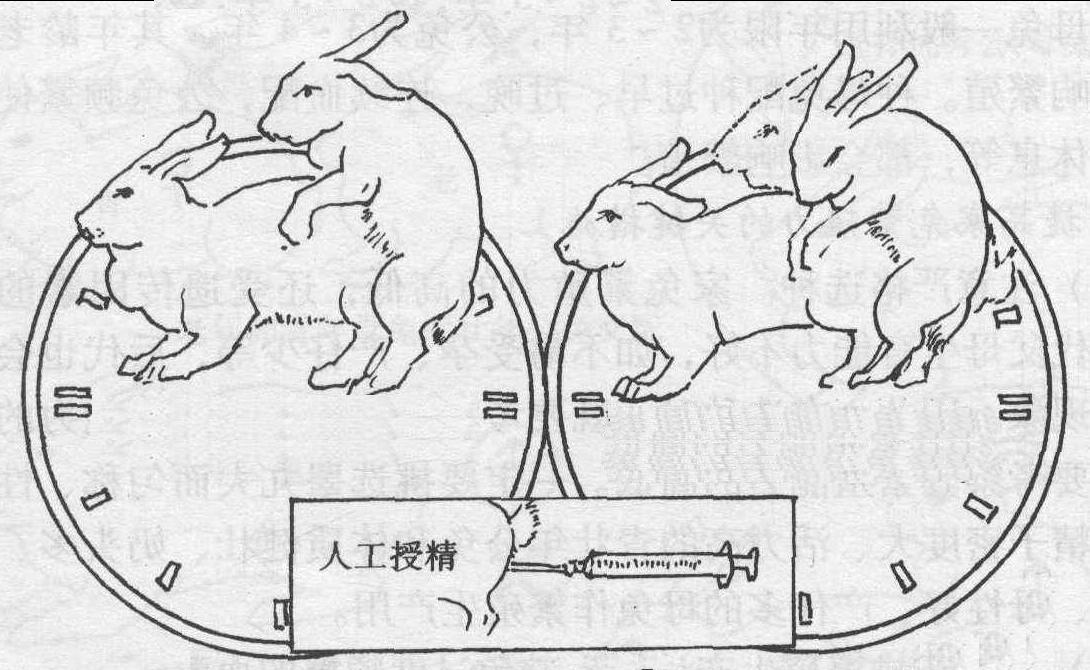 (七) 影响家兔繁殖力的主要因素及提高繁殖力的关键措施