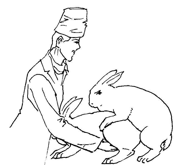 (八) 家兔的人工授精技术