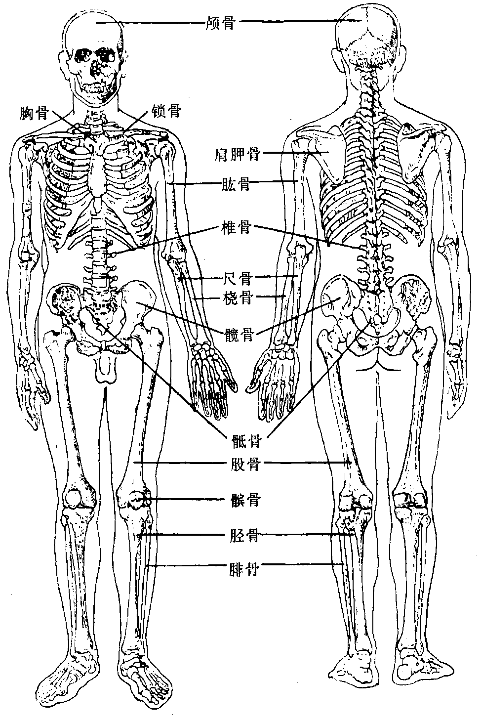 图1 人体全身骨骼