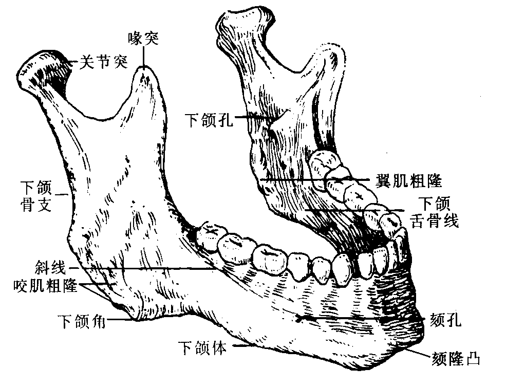 图23 下颌骨