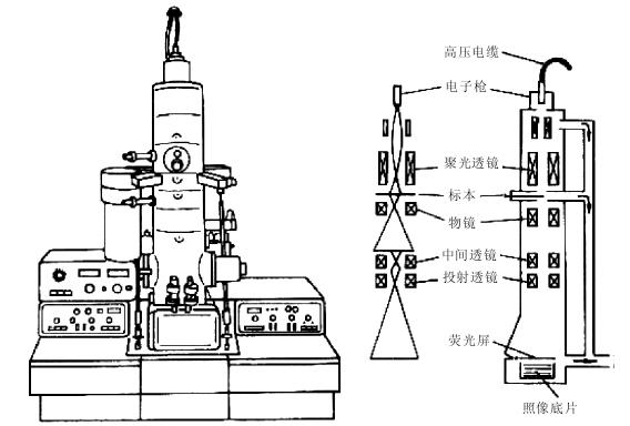 七、电子显微镜