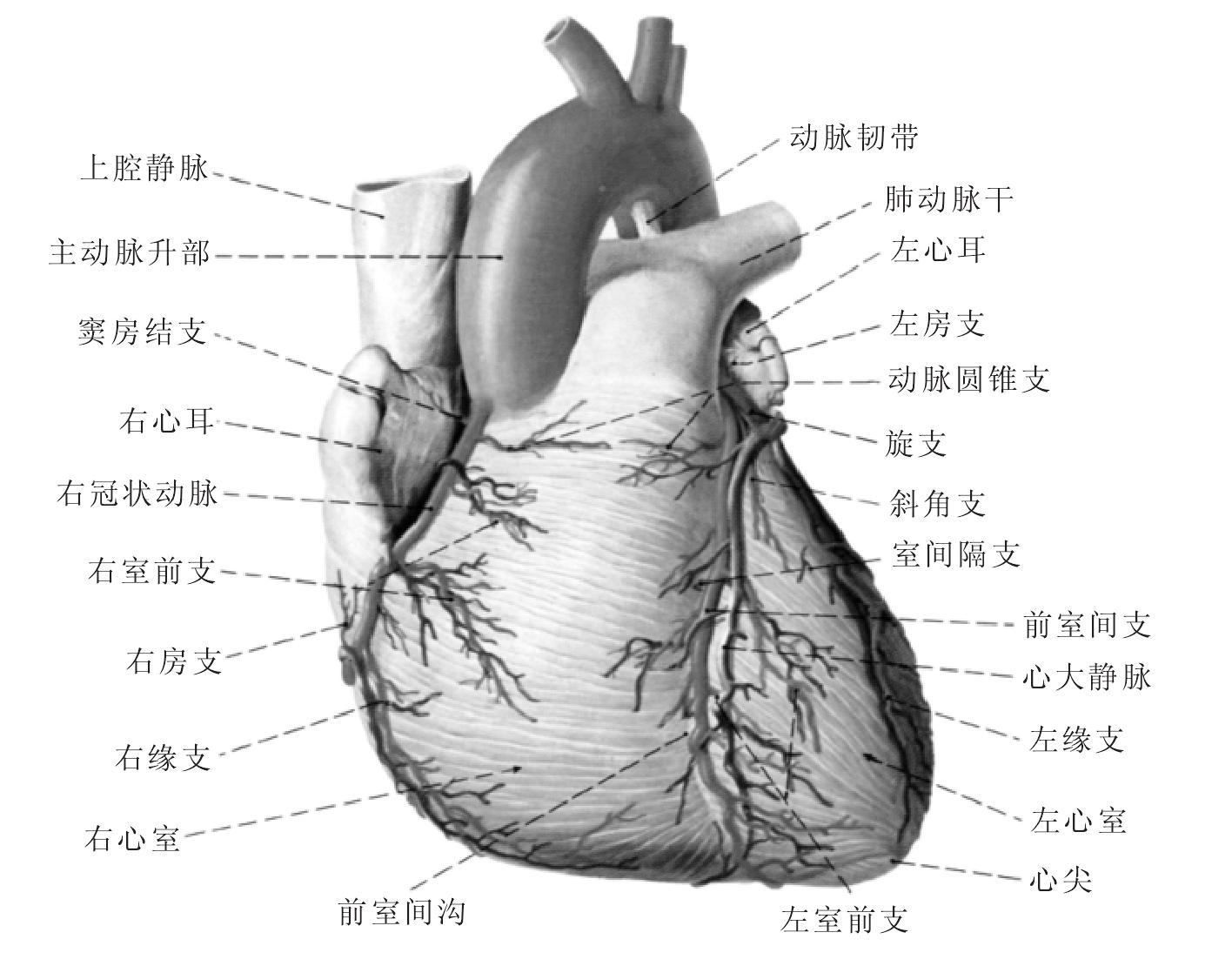 一、心脏的位置和外形