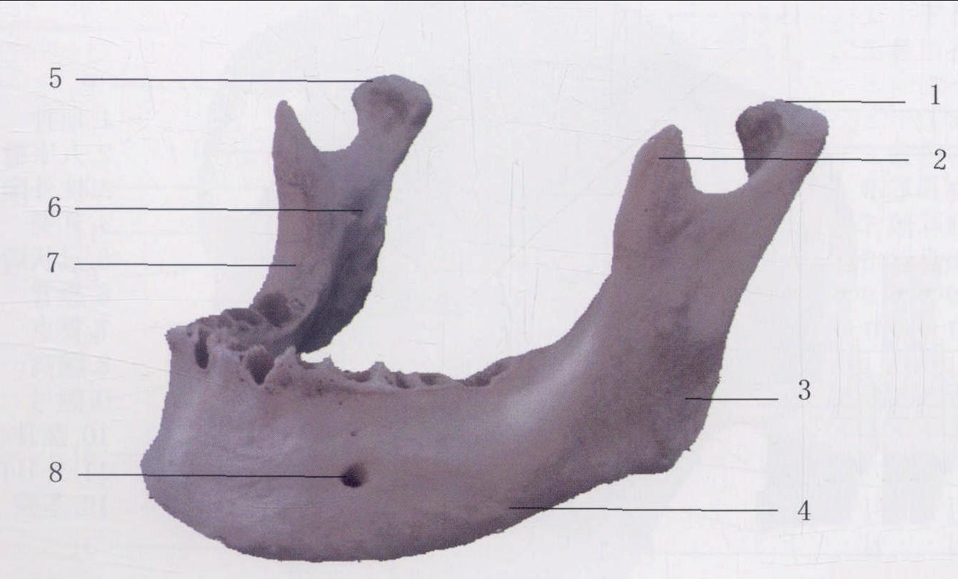 图3-25 下颌骨