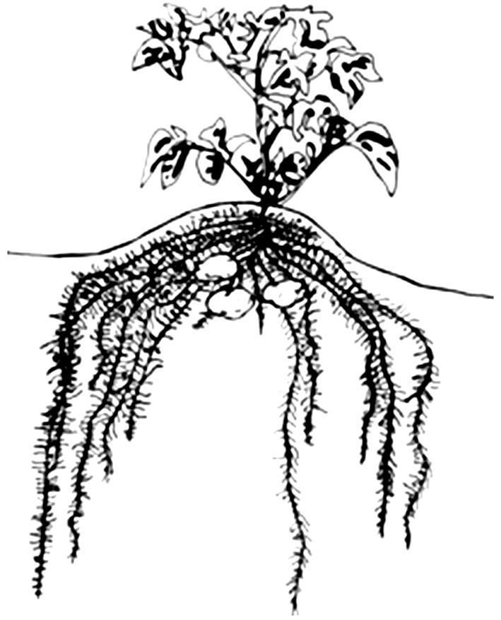 (一)根系特点与栽培的关系
