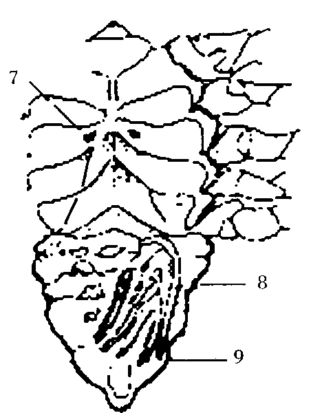 二、生物學(xué)特性