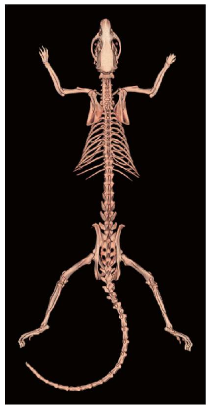 图1-2 大鼠全身骨骼背面观