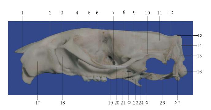 图1-5 颅骨侧面观