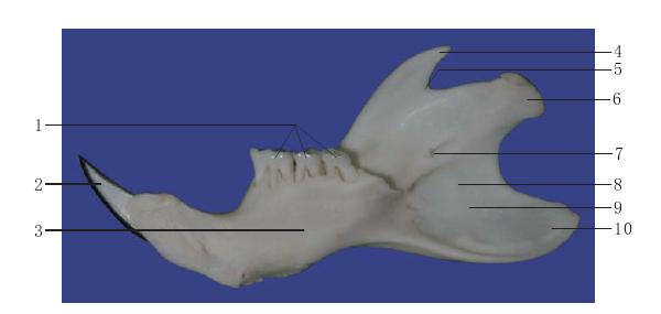 图1-8 下颌骨内面观