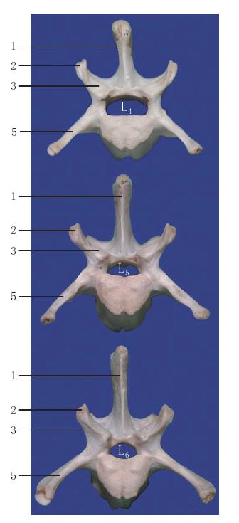 图1-22 腰椎前面观