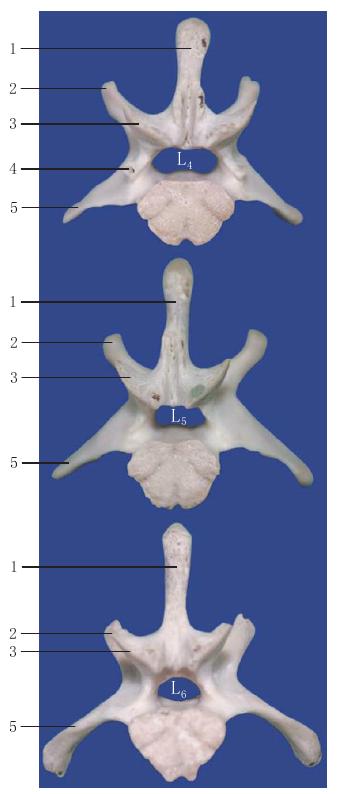 图1-23 腰椎后面观