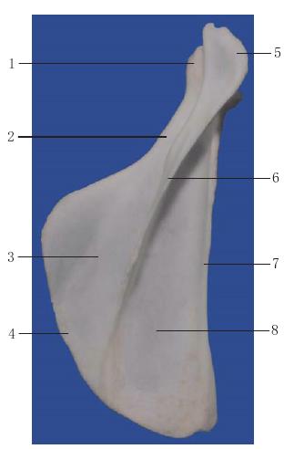 圖1-40 右肩胛骨背面觀