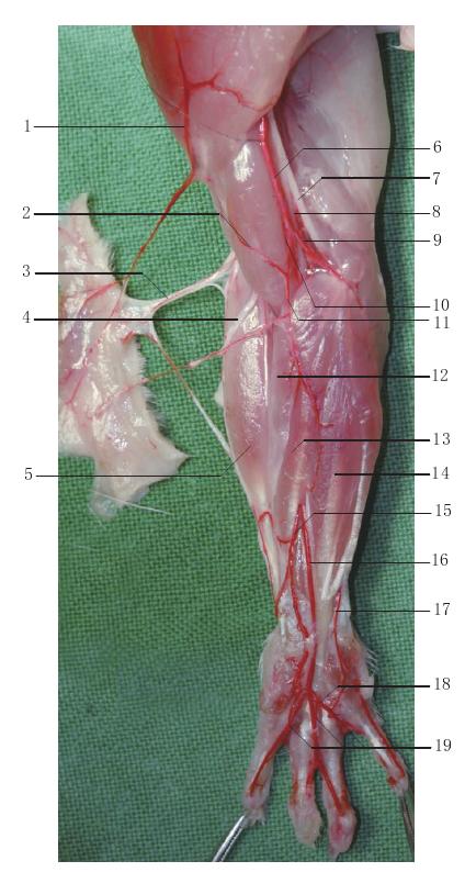 图7-5 前肢内侧血管、神经1