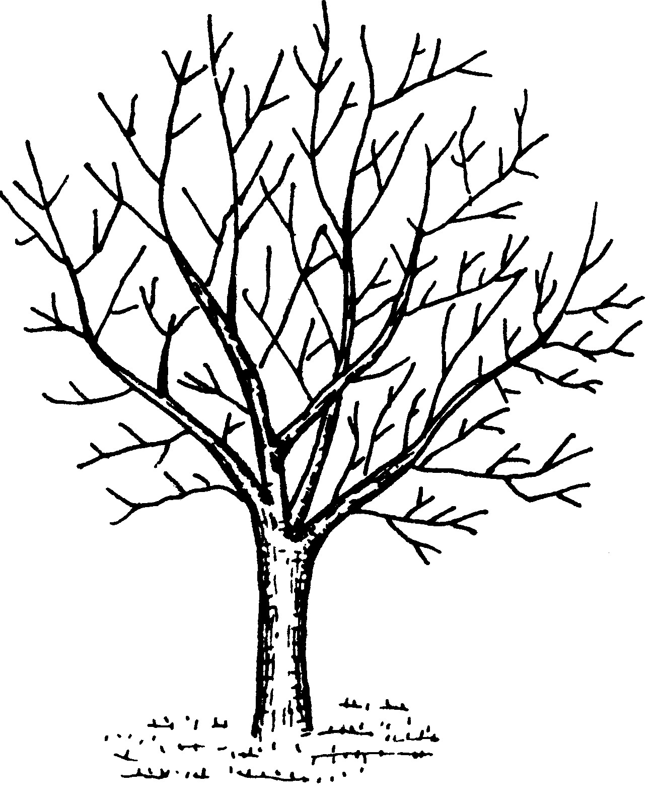 (二)主要丰产树形及其特点
