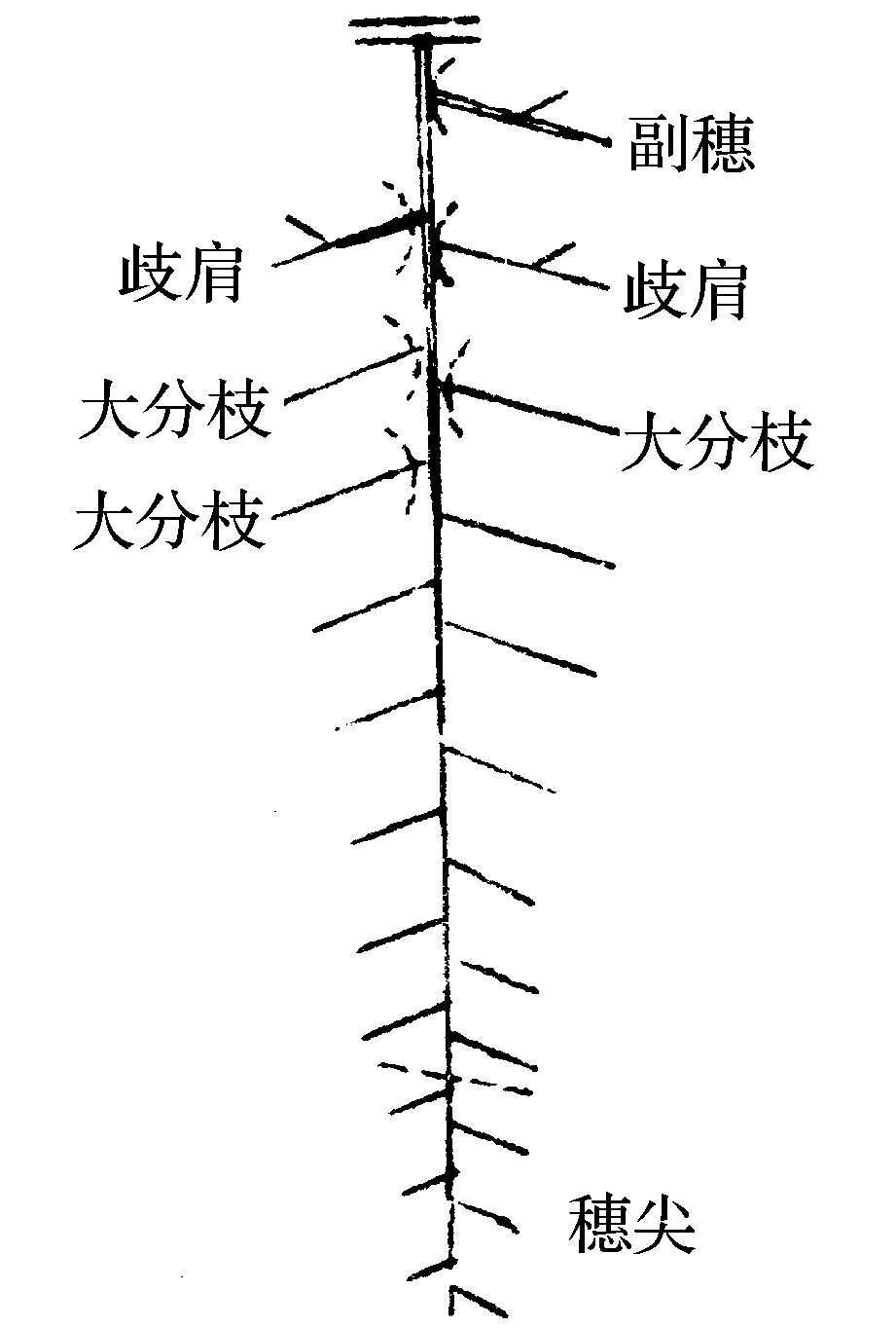 (三)疏花疏果和整修花穗