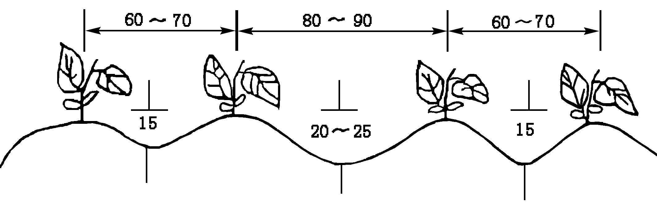 (一)厚皮甜瓜日光温室、大棚冬春茬栽培