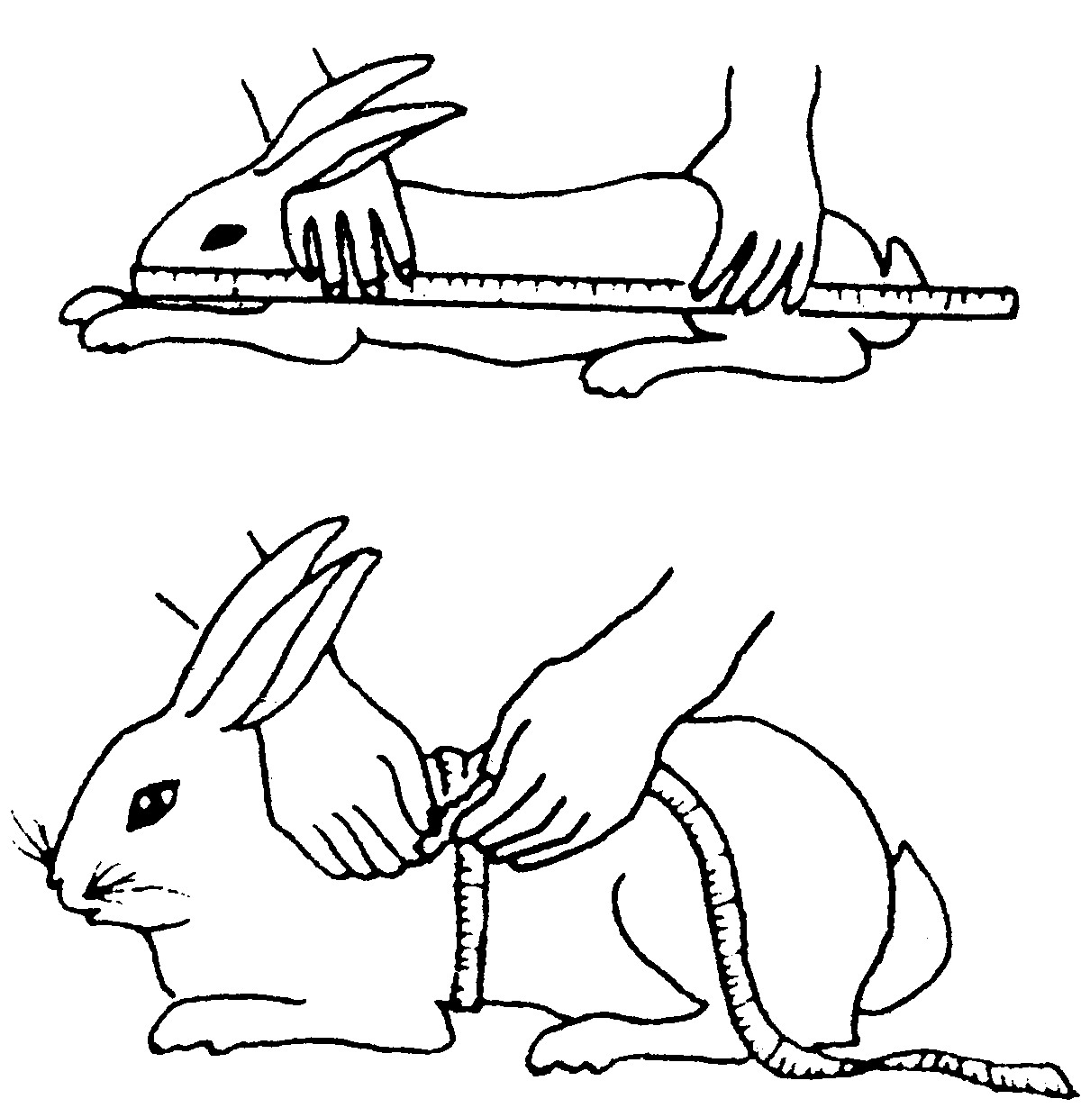 (二)长毛兔各种性能的评定方法