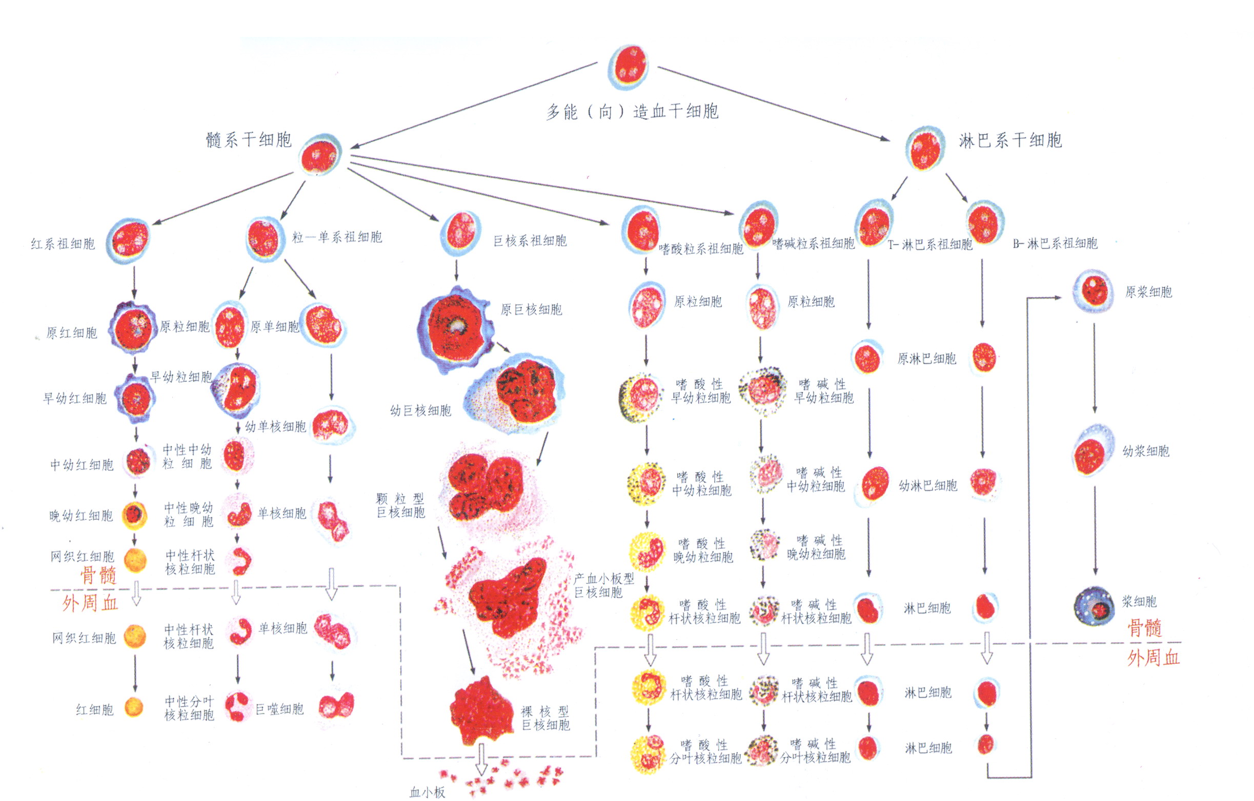 第五節(jié) 正常骨髓血細(xì)胞形態(tài)