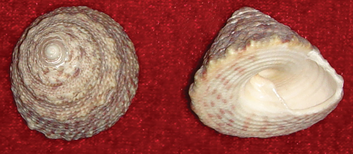 17. 斑马蹄螺(图3-17)