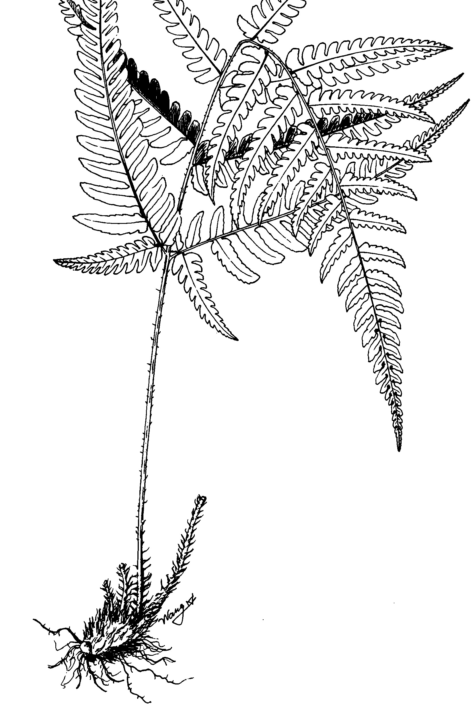 蕨的原叶体手绘简图图片