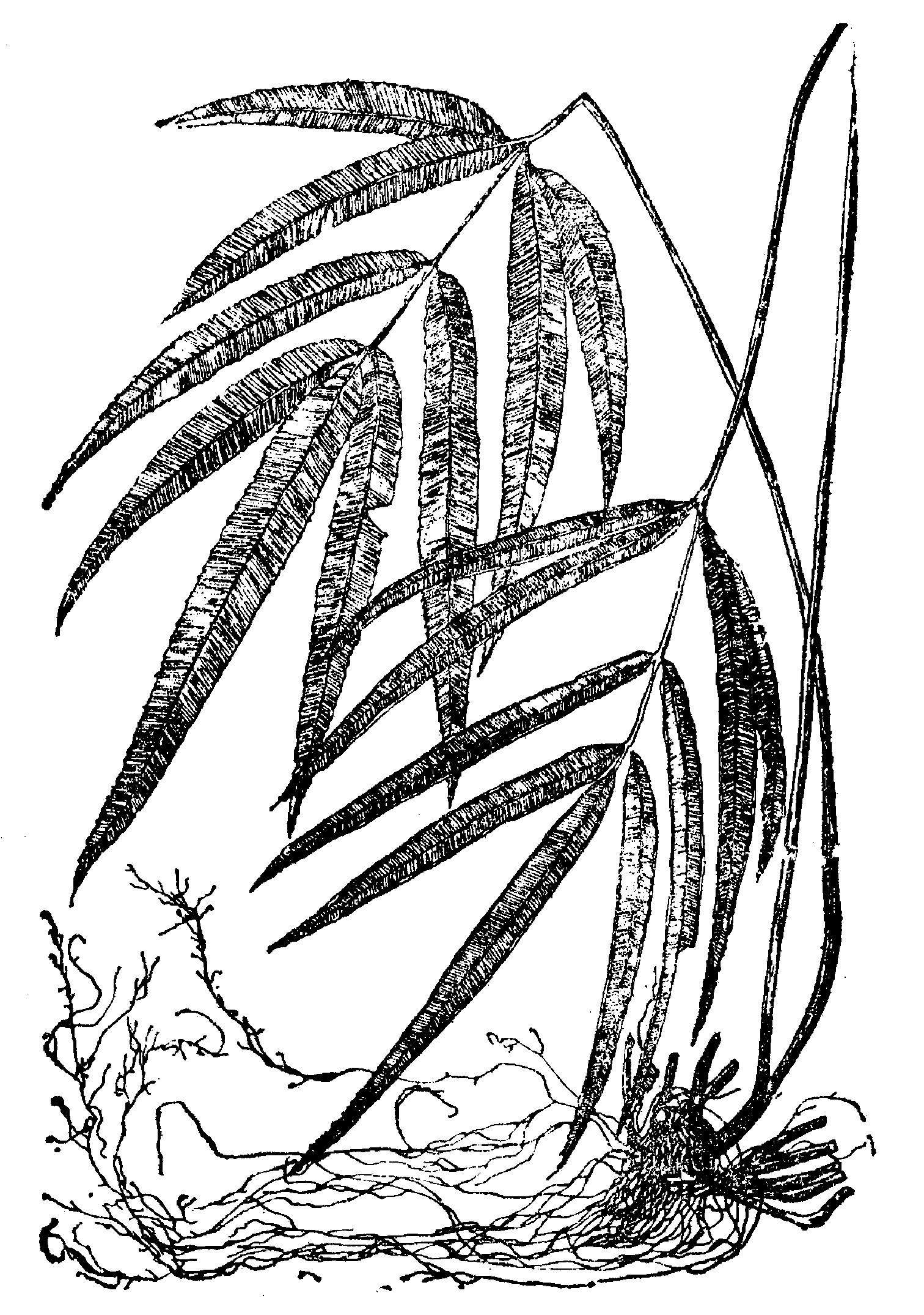 3.凤尾蕨