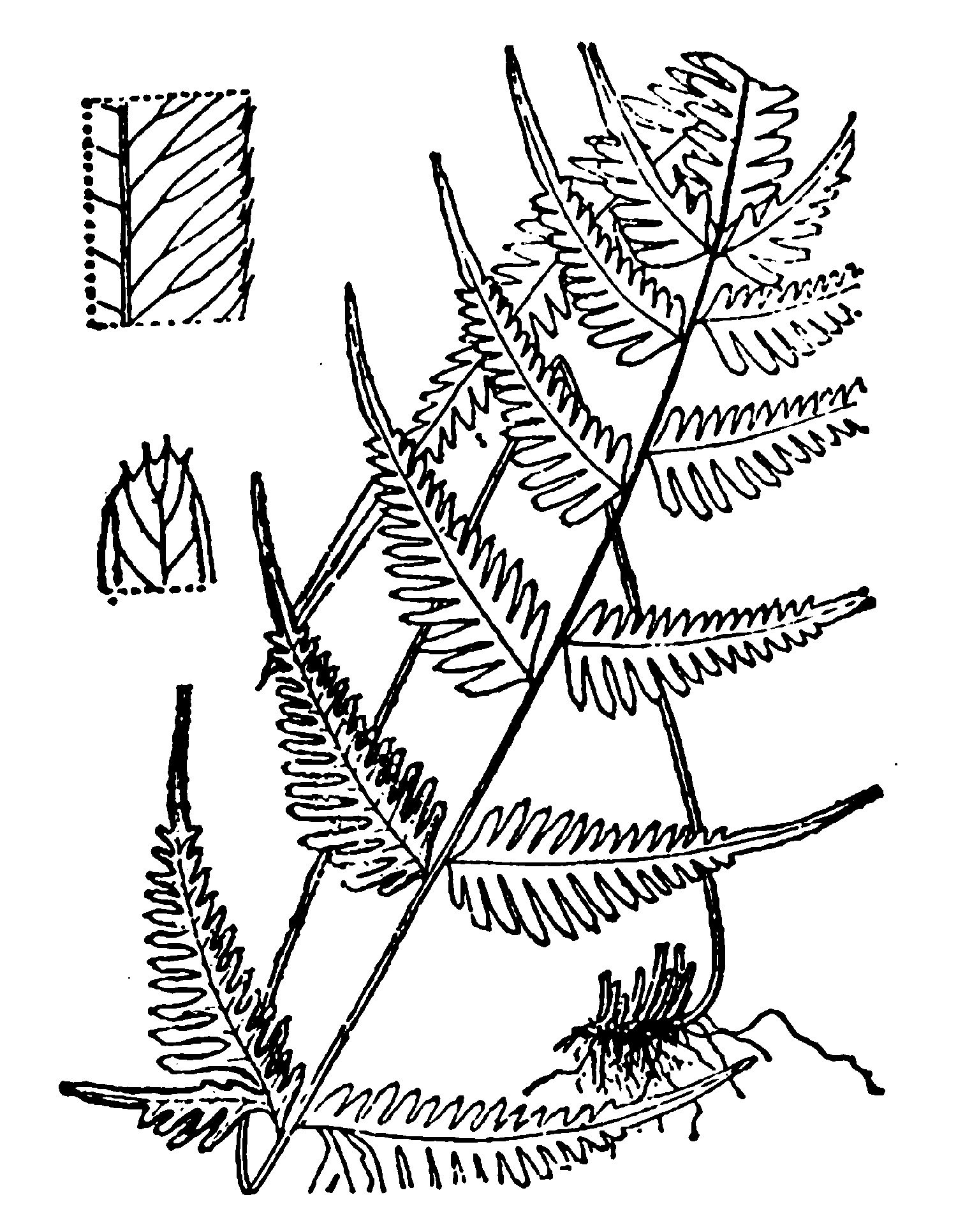 4.刺齿凤尾蕨