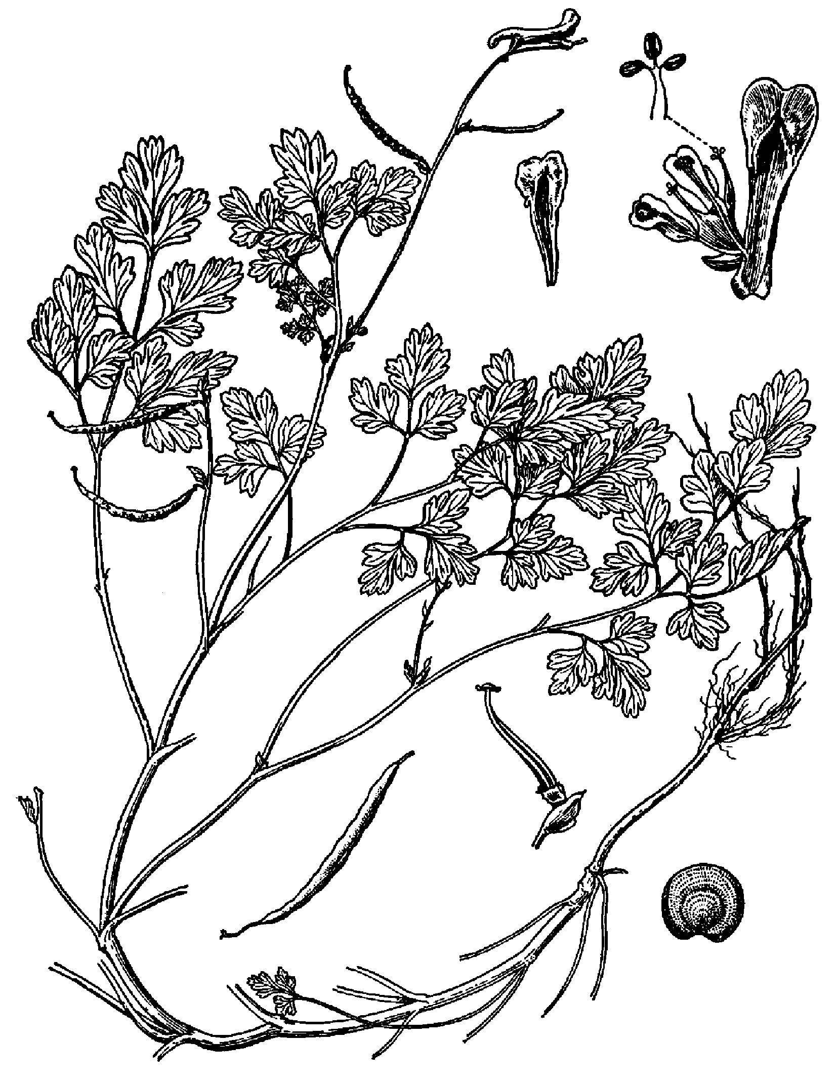 2. 紫堇