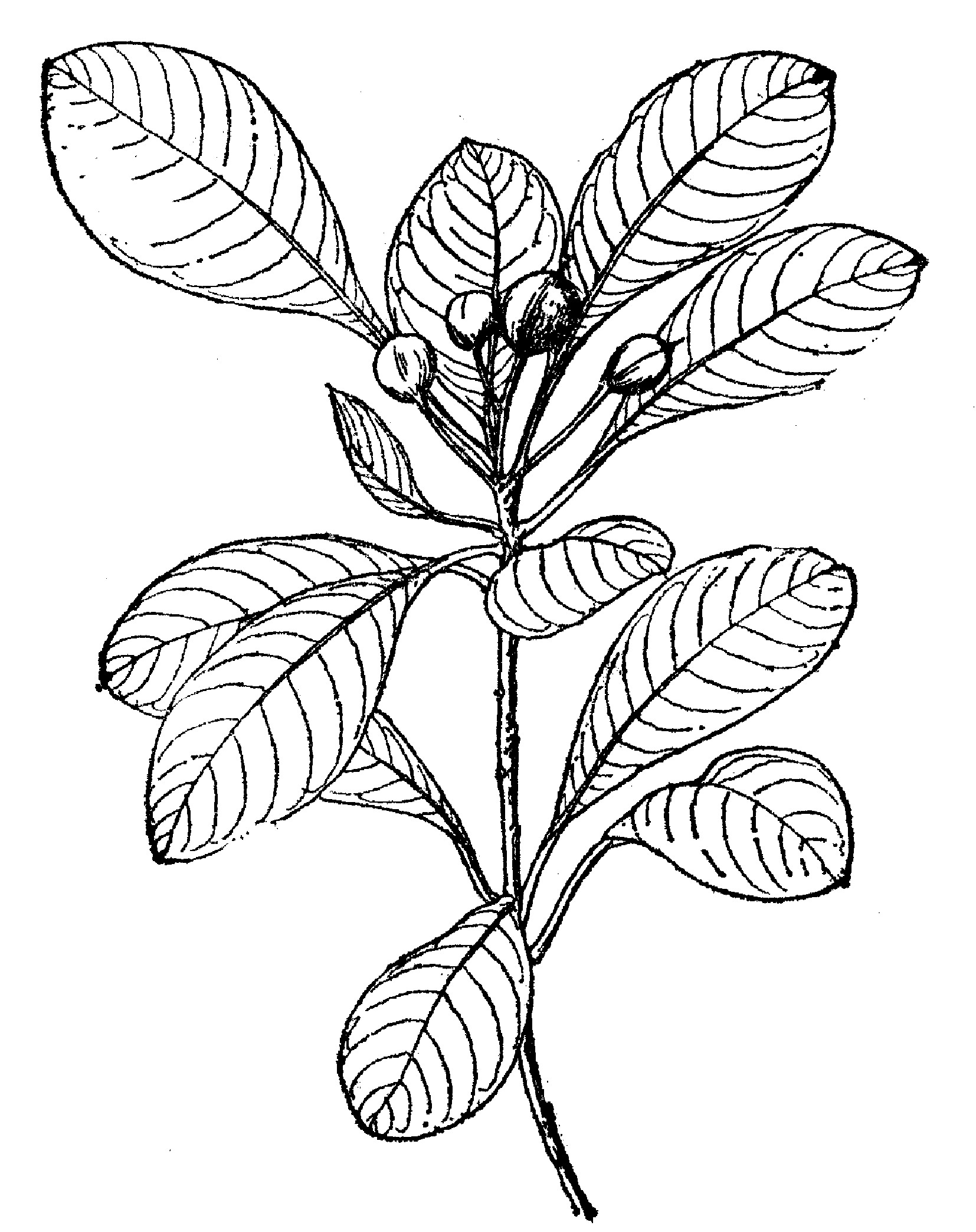 海桐植物图例图片