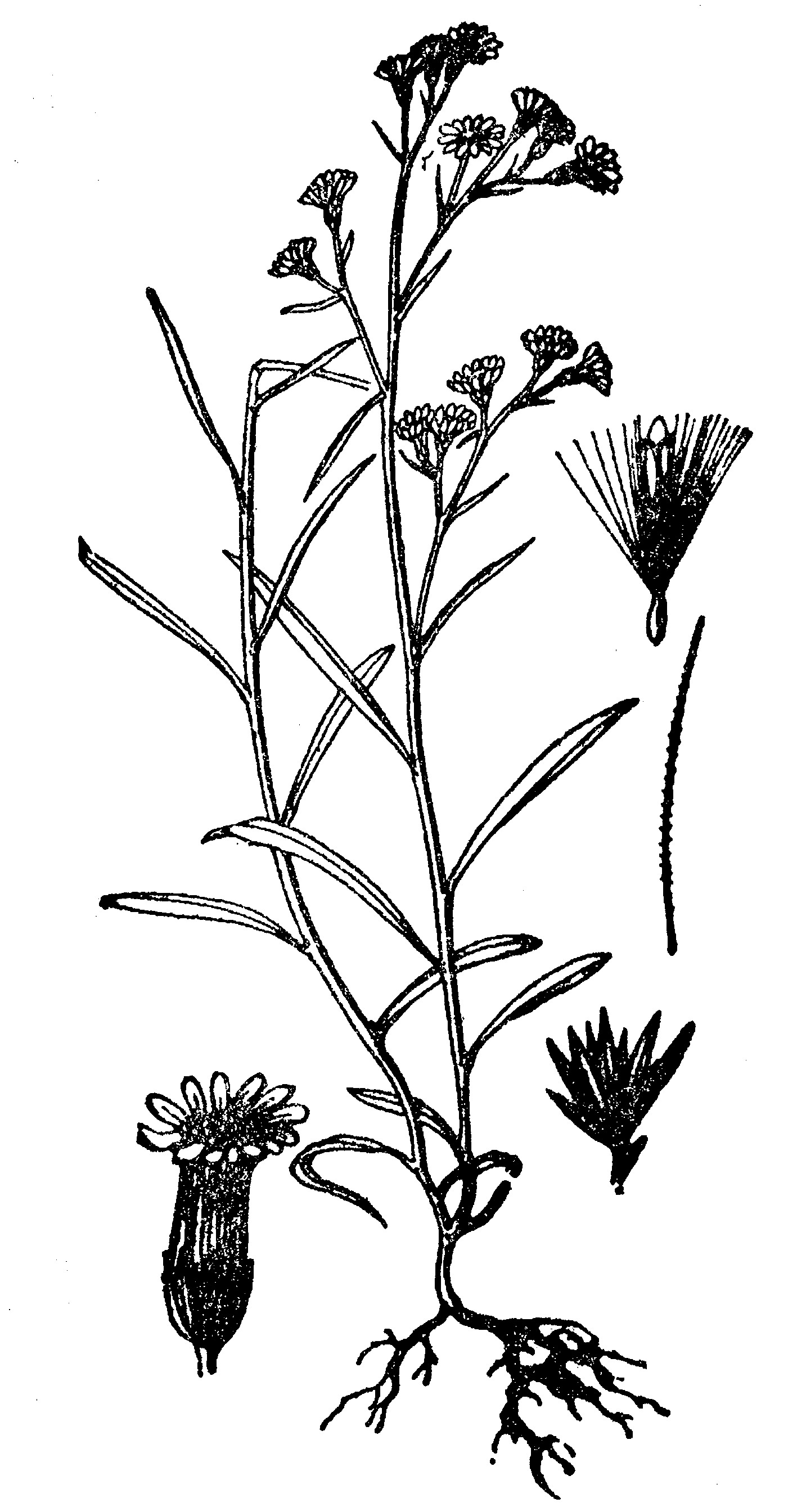 植物的根茎叶图画图片