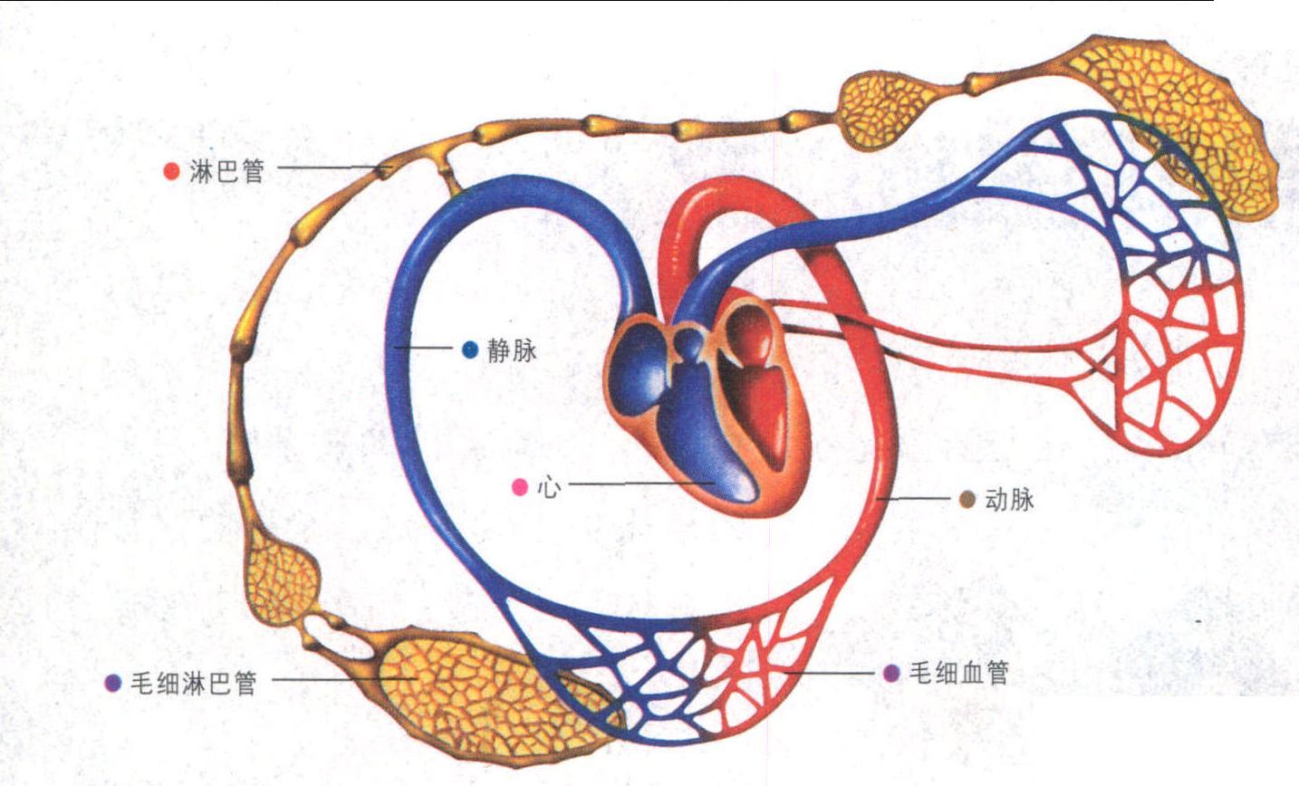 人体内还有另一个循环系统