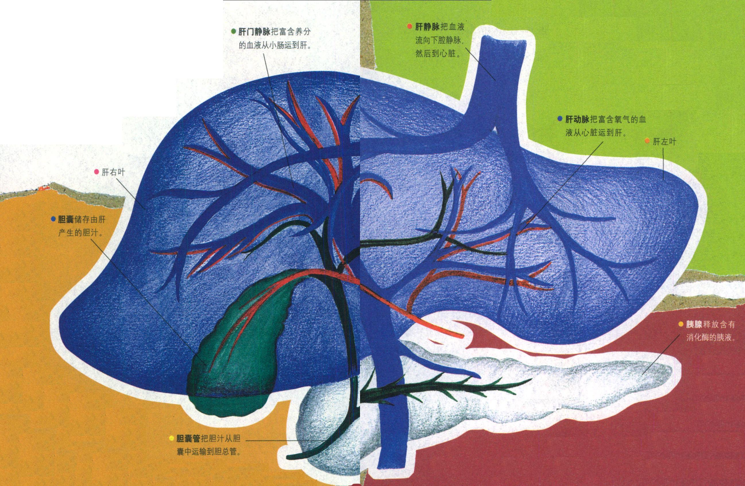 人体的“化工厂”——肝脏