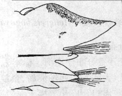 二、軟疣沙蠶 Tylonereis bogoyawleskyi Fauvel