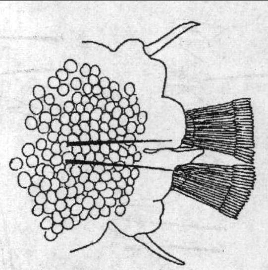 三、疣吻沙蠶 Tylorrhynchus heterochaetus (Quatrefages)