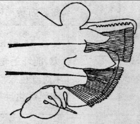 十、双管阔沙蚕 Platynereis bicanaliculata (Baird)