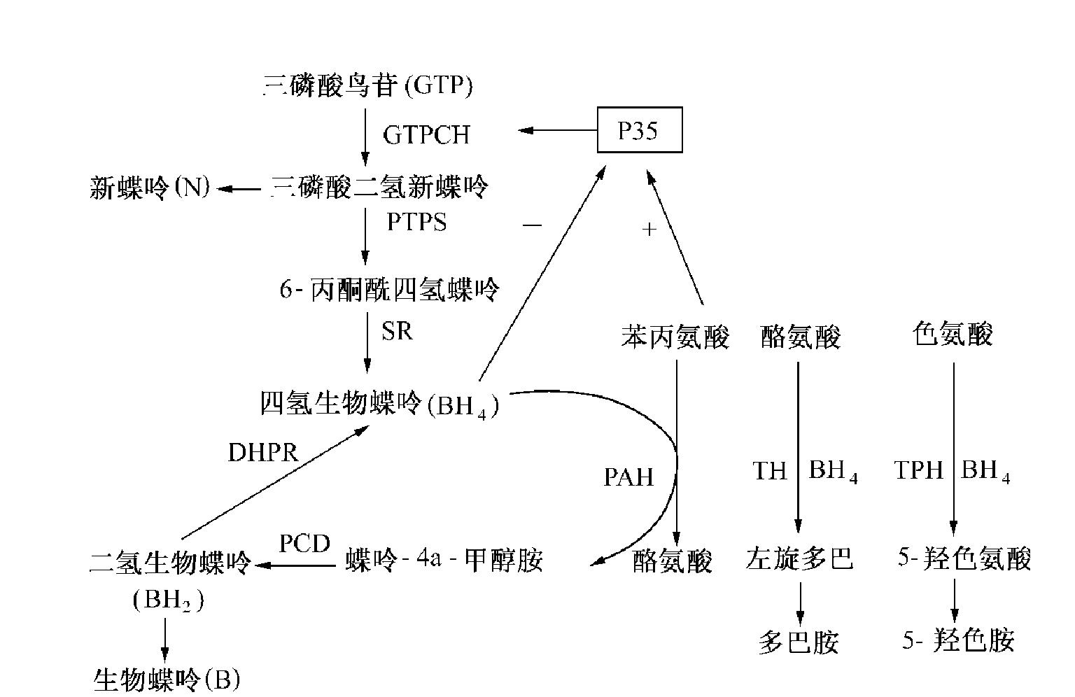 苯丙酮尿症发病机制图片