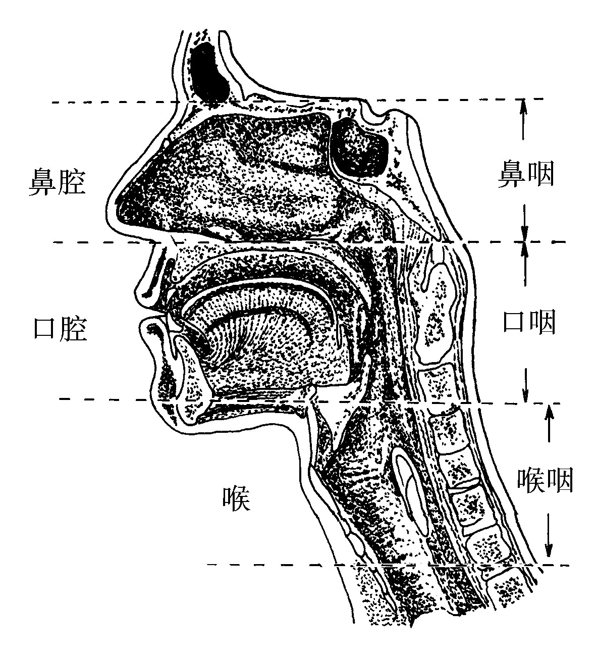 咽部檢查