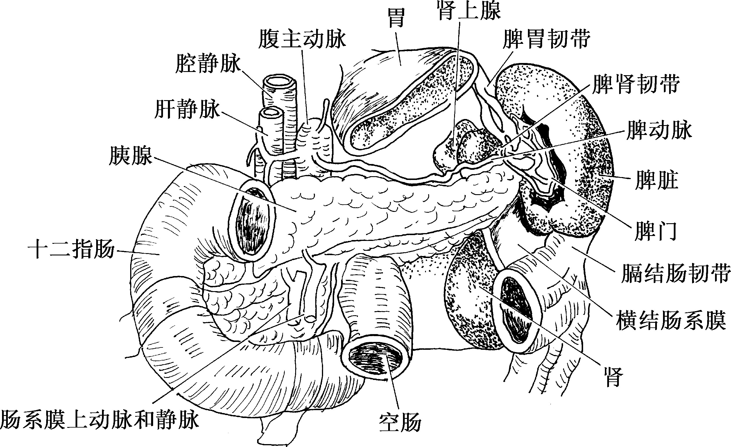 二,脾血管