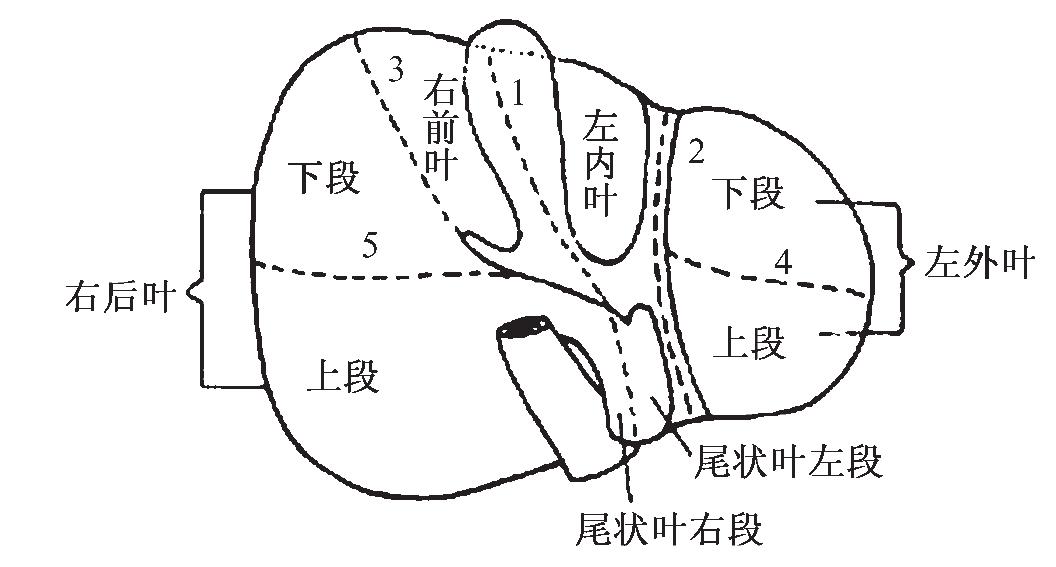 一、肝脏的解剖学形态