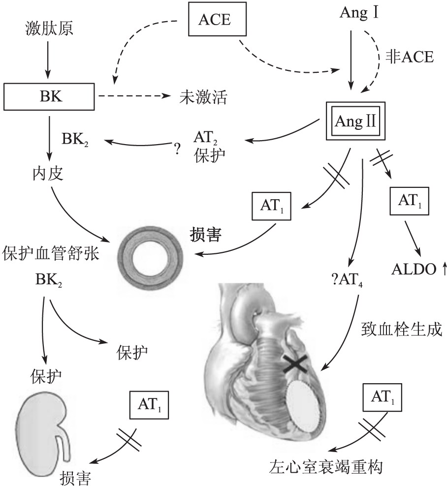二、分類