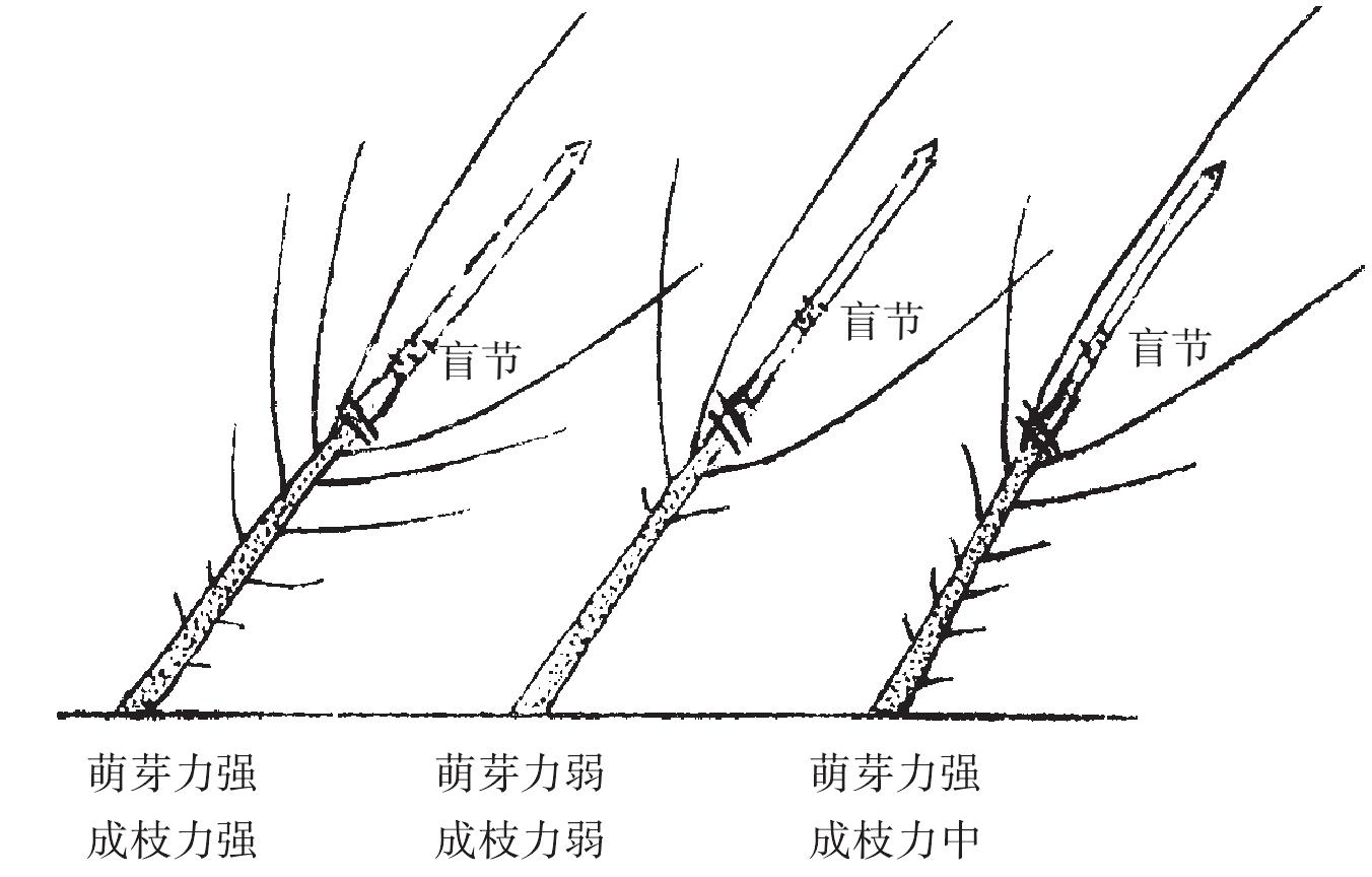 （二）芽、枝及其生长结果特性