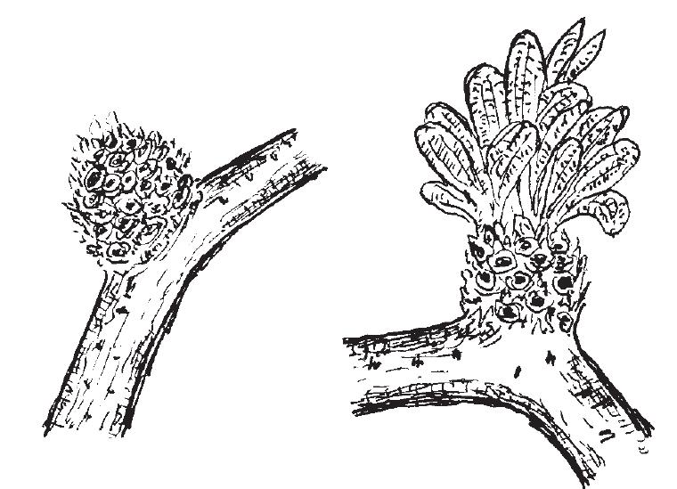 （一）枣树的枝芽类型及生长特性