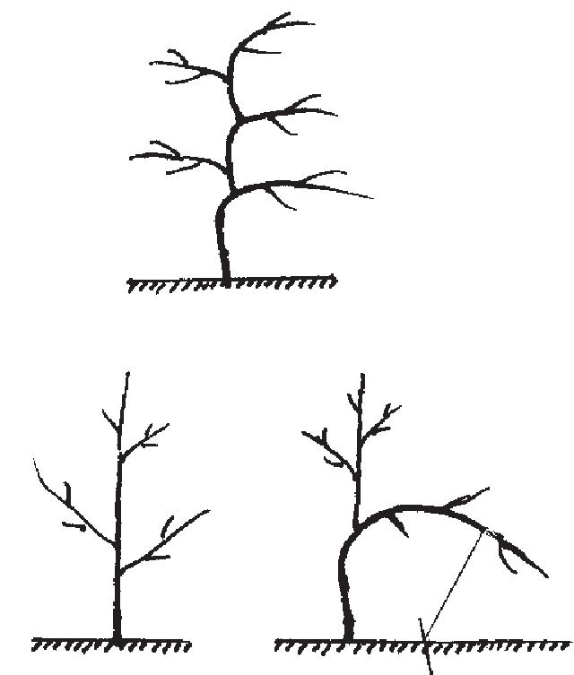 （四）密植枣树的整形修剪