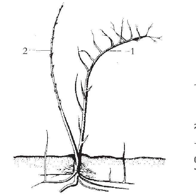 （二）枝、芽及其生长发育特性