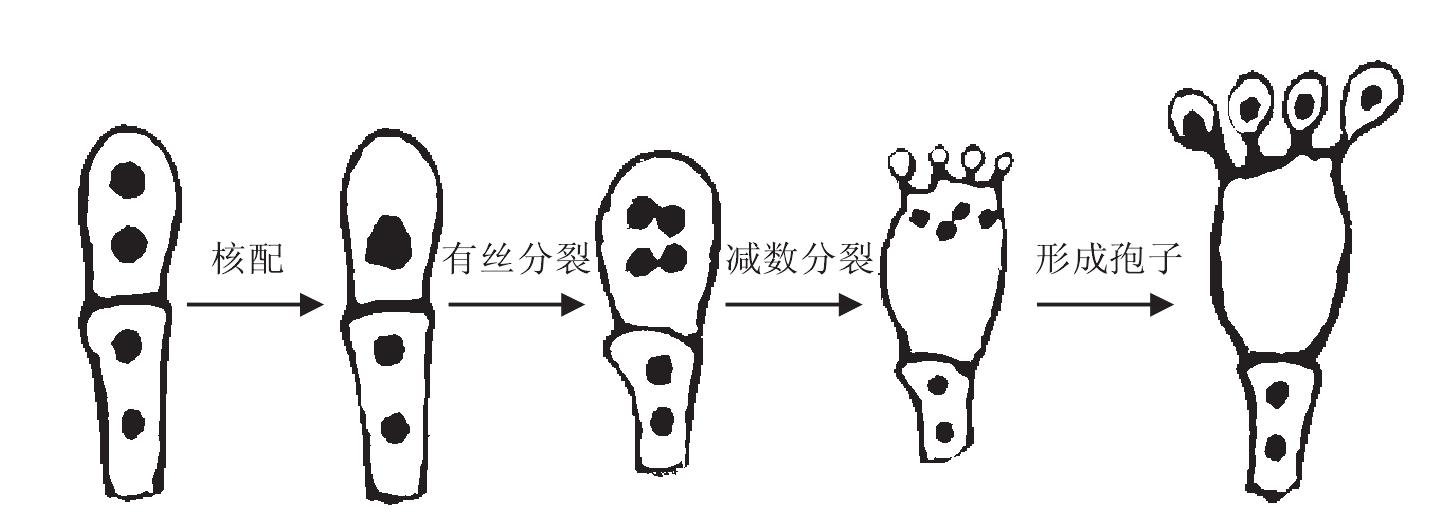 （二）食用菌的繁殖方式